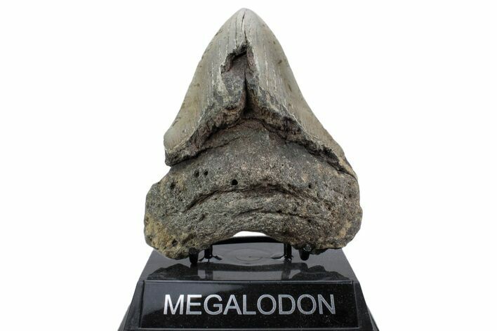 Bargain, Fossil Megalodon Tooth - North Carolina #376534